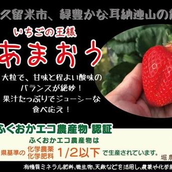 堀農園熟あまおう】福岡県エコ農産物認定／有機質栽培・減農薬｜完熟