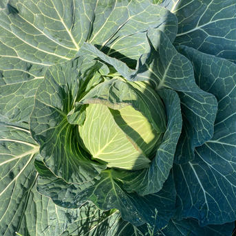 採れたて発送！大阪産泉州キャベツ　5kg(3〜4玉) 5kg(3〜4玉) 野菜/キャベツ通販