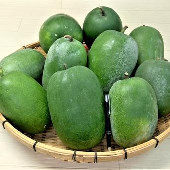 2026年生産 農薬不使用（無農薬）栽培 冬瓜（ミニ冬瓜） ｜ 野菜