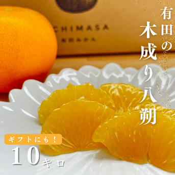 木成り八朔 10キロ（箱込み） ギフトにも！ はっさく さつき八朔
