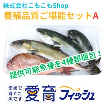 【こもこもShop品質ご堪能セット】養殖品質ご堪能セットA（4尾入）/箱 神経〆付 養殖品質ご堪能セットA（4尾入）/箱 魚介類/魚介セット・詰め合わせ通販