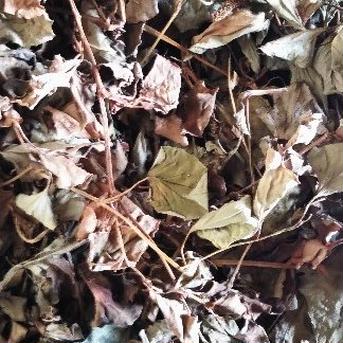 乾燥ドクダミ レターパックプラスに詰め込みます お茶/その他のお茶通販