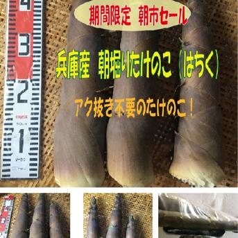 【最短発送】兵庫産　朝掘りたけのこ(はちく）2.6kg 2.6ｋｇ 野菜/たけのこ通販