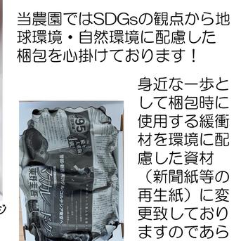 【カナダ人農園主の真心を込めた】シャインマスカット約２ｋｇ ２ｋｇ 果物/ぶどう通販
