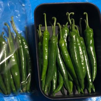 辛さ薫る　激辛青唐辛子　1kg 青唐辛子　1kg 野菜/その他野菜通販