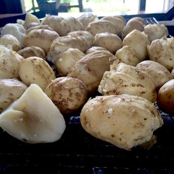 🥔農薬・化学肥料不使用「キタアカリ」3kg　Mサイズ🥔 ジャガイモ（キタアカリ）3kg 野菜/じゃがいも通販