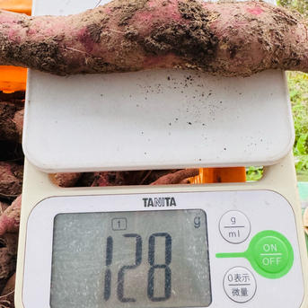 整理あまはづき さつまいも 訳あり Lサイズ 25kg 訳アリ】希少品・新