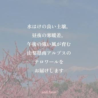 【すもも・太陽】貴陽の生みの親！酸味と甘味の絶妙なバランス 約10玉 すもも太陽1.5kg 果物/すもも・プラム通販