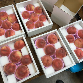 クール便】桃【さくら・幸茜・西王母】最後まで硬め 3kg 【数量限定