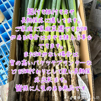 長野県産] 泥付き 長ねぎ (太) 25本 | 野菜/ねぎ 産直アウル 農家から