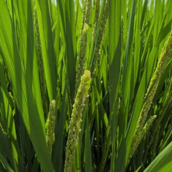 令和7年産 ヒノヒカリ 30kg | 米・穀物/玄米 産直アウル 農家から直接