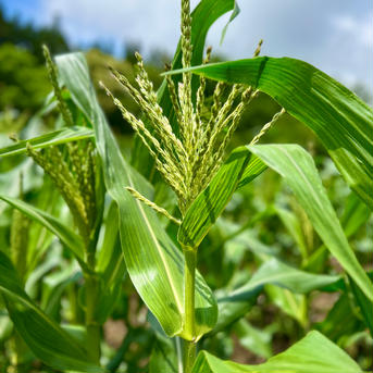 【長野県信濃町産】 とうもろこし  どきどきコーン　順次発送　約2kg(4本) 約2kg(4本) 野菜/とうもろこし通販
