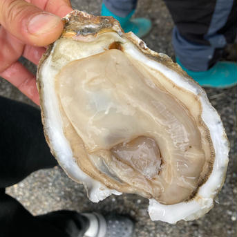 アウルの日【希少！佐賀県有明海産の天然牡蠣‼︎】スミノエガキ 2kg 魚介類/牡蠣通販