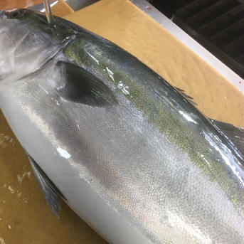 ひみ寒ぶり　氷見産鰤　1本　8〜9kg台 三枚おろし賜ります 9kg以上（本体のみ） 魚介類/ぶり通販