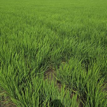 令和7年産 ヒノヒカリ 30kg | 米・穀物/玄米 産直アウル 農家