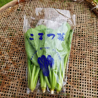 さくま農園「小松菜４㎏」 4.0㎏ 野菜/小松菜通販