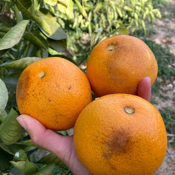 4.5kg【訳あり】小さめ 紅八朔 (べにはっさく) 4.5kg 果物/オレンジ・その他みかん通販