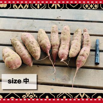 【茨城県産】　さつまいも　ありがとうの紅はるか　中サイズ【約20kg】 20kg（中サイズ） 野菜/さつまいも通販