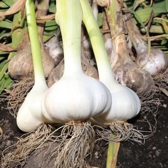 青森県田子町産にんにく2Lサイズ【大玉！！】1kg 1kg 野菜/にんにく通販