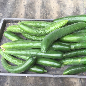 無農薬栽培 きゅうり （無農薬キュウリ）Cucumber 訳あり6本 無農薬きゅうり　6本 野菜/きゅうり通販