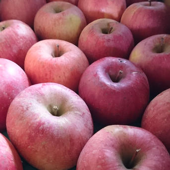 長野りんご サンふじ 5キロ 減農薬栽培、化学肥料除草剤不使用 | 果物