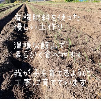 【クール便】カラダ喜ぶ 『Ⅼサイズ冬のカラフル野菜セット12袋入り』 【Ⅼ100サイズ】カラフル野菜やレア野菜・一般野菜が10種、合計12袋入ります※一部重複有 野菜/野菜セット・詰め合わせ通販