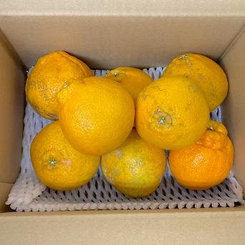【選果落ち 訳あり品】熊本県産 デコみかん 不知火柑 約2㎏ 箱込み 規格外 訳あり品 【003】サイズ不揃い 家庭用 フルーツ みかん 蜜柑 ミカン 柑橘類 柑橘 熊本 熊本産 約2㎏ 箱込み  果物/その他柑橘類通販