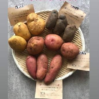 春の新じゃが　カラフルじゃがいも詰め合わせ‼️ 約８㎏ 野菜/じゃがいも通販