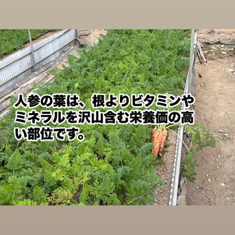 肥料農薬不使用の葉付き人参3k 嫌いな人に食べてほしい！肥料を使用せ