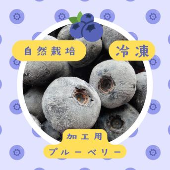 冷凍ブルーベリー（ハイブッシュ） ｜ 果物/ベリー類 産直アウル 農家