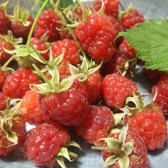 【1kg】信州駒ヶ根ラズベリーファームの無農薬ラズベリー（冷凍） 冷凍ラズベリー1kg 果物/ベリー類通販