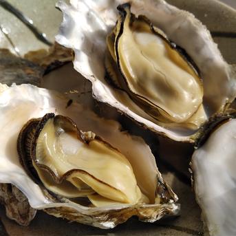【10％OFF設定中】生食用 殻付き 牡蠣 8ｋｇ（56~140粒）8キロ 牡蠣 殻付き 牡蛎 宮城県産 カキ 生牡蠣 8kg 魚介類/牡蠣通販