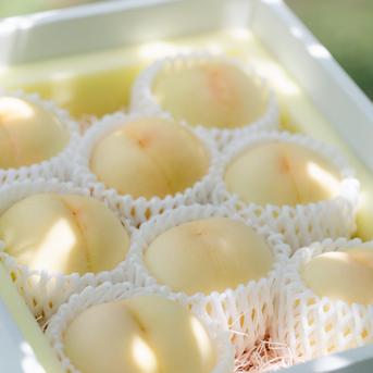 岡田様専用家庭用夢白桃2kg×2箱 2kg×2箱 果物/もも通販