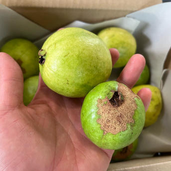 沖縄県産 グァバ ｜ 果物/その他果物 産直アウル 農家・漁師など生産者