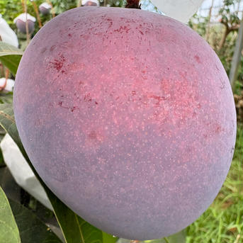 沖縄県産　レッドキーツマンゴー1.0kg レッドキーツマンゴー1.0kg 果物/マンゴー通販