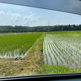 新潟産コシヒカリ玄米　新潟コシヒカリ 30キロ 米・穀物/米/精米通販