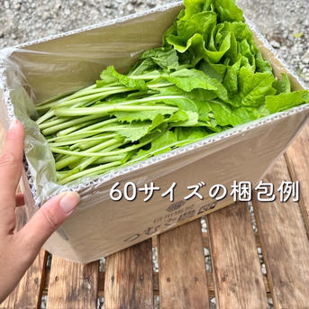 お試し[間引き菜です]若い野沢菜｜浅漬けでサラダ感覚！和え物、汁物など多彩に！ 間引き野沢菜お試し1kg(5束分) 野菜/葉物通販