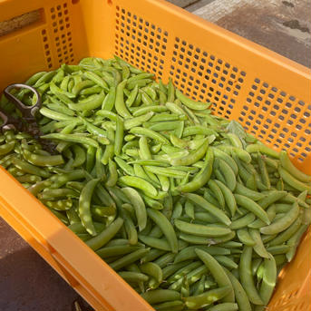 シャキシャキ！甘い！スナップエンドウ！【今ならおまけ野菜付き】500g 500g 野菜/豆類通販