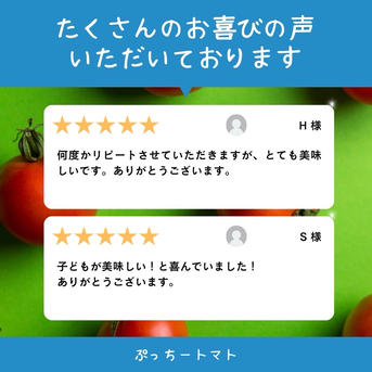 ミニトマト 12キロ 野菜 熊本産地直送 弁当 おかず トマト ミネラル 