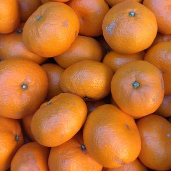 安間農園の三岳みかん🍊【🉐大玉】 10kg×2箱 果物/温州みかん通販