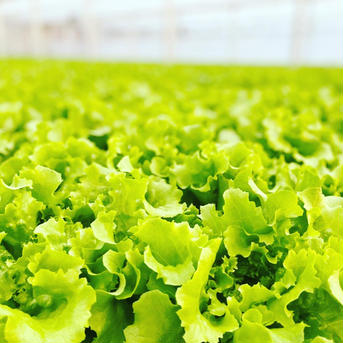 彩りレタスの新鮮サラダ1kgセット［4種リーフレタス&彩りベビーリーフ] 100サイズ 野菜/野菜セット・詰め合わせ通販