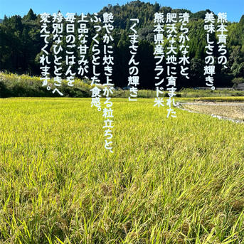 令和7年度 熊本県産 くまさんの輝き 玄米10kg×2セット | 米・穀物/玄米
