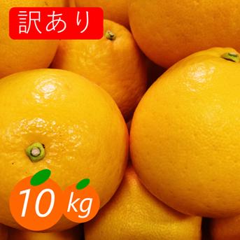 訳あり】河内晩柑 10kg 爽快 和製グレープフルーツ ｜ 果物/オレンジ