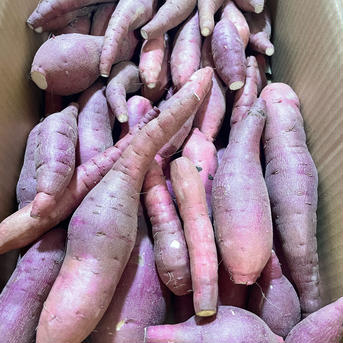 紅はるか　4.5kg (訳あり) 紅はるか（訳あり）4.5kg 野菜/さつまいも通販