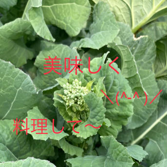 春野菜！五月菜(^^)作り手が食べたくて育てたとう菜☆この美味さを味わって！【1.2キロ】 1.2キロ 野菜/葉物通販