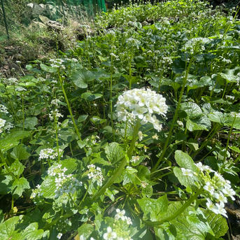 食品 訳ありB品 安曇野産 わさびの花2キロ