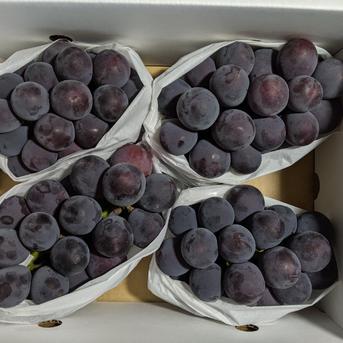 ピオーネ2kg 2kg 果物/ぶどう通販