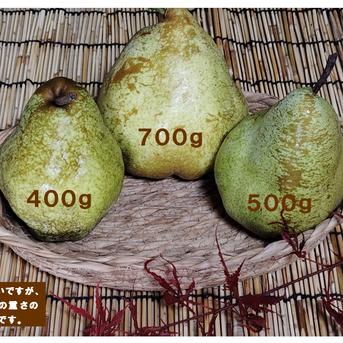 食品 長野産 洋梨 マルゲリットマリーラ特大 訳あり10キロ