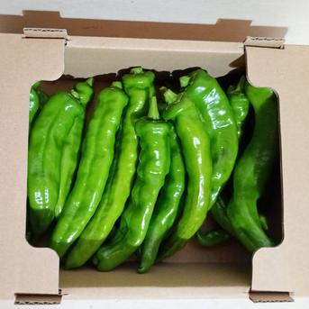 有機栽培 万願寺とうがらし 1.5kg ｜ 野菜/ししとう 産直アウル 農家