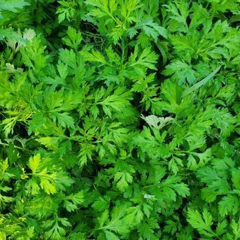 【朝摘み発送】天然よもぎ草 乾燥よもぎ20g 野菜/葉物通販